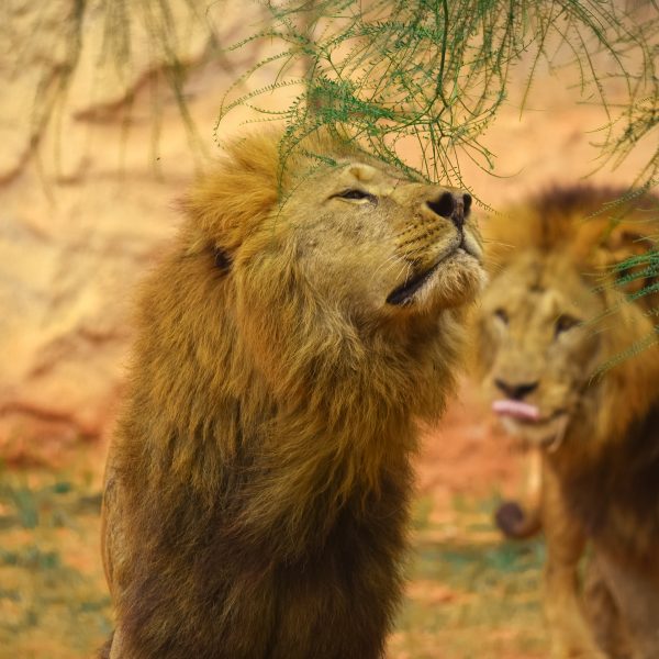 Le Lion De L Atlas Maroc LION DE L’ATLAS – ROYAUME DU MAROC || Jardin Zoologique de Rabat, La