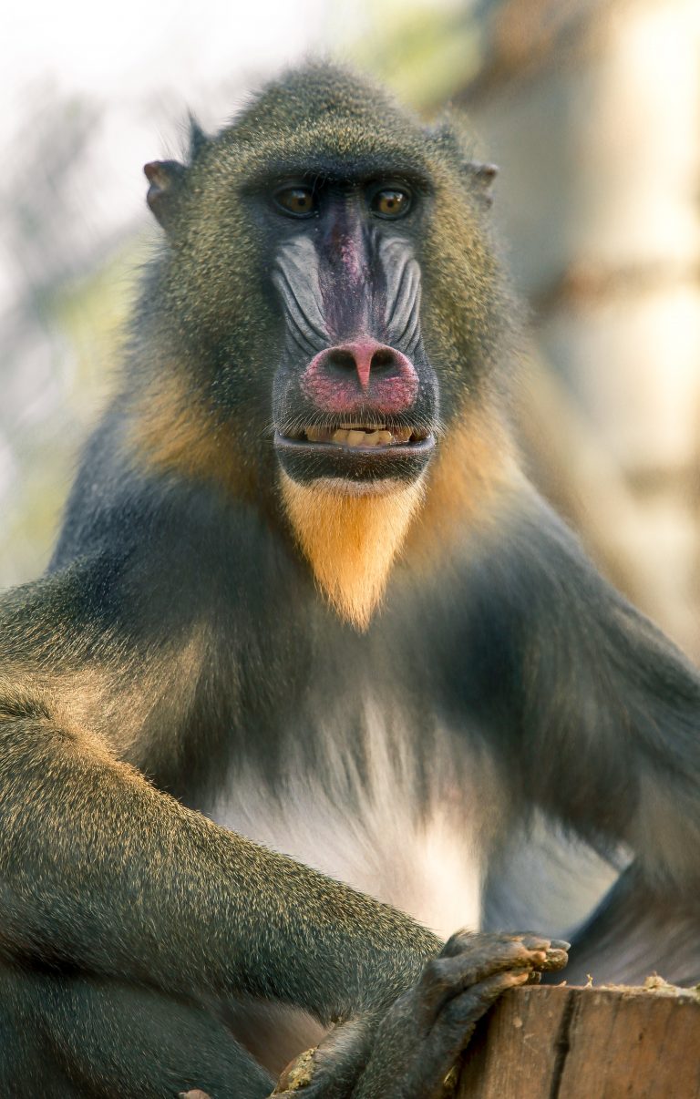 Mandrill – ROYAUME DU MAROC || Jardin Zoologique de Rabat, La rencontre ...
