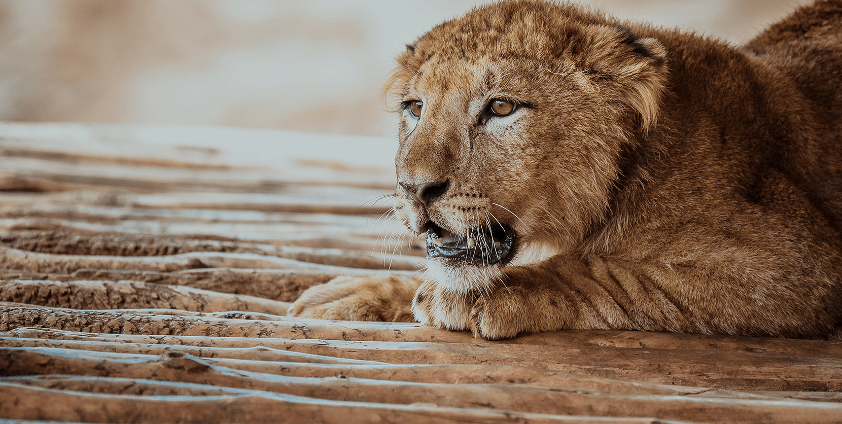 Sponsor an animal – ROYAUME DU MAROC || Jardin Zoologique de Rabat, La  rencontre sauvage